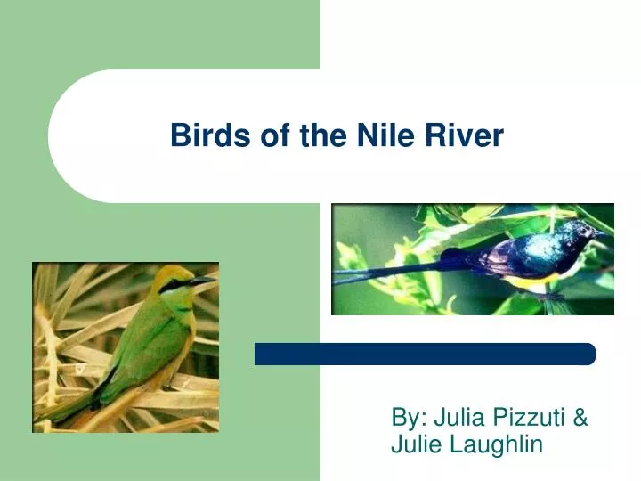 birds of the nile river