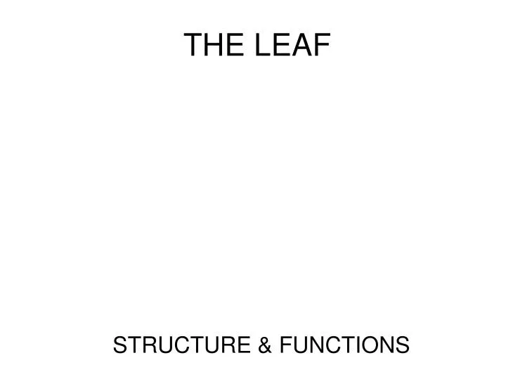 the leaf