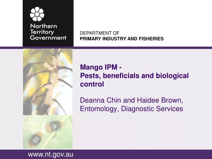 mango ipm pests beneficials and biological control