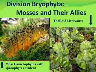 Division Bryophyta : Mosses and Their Allies