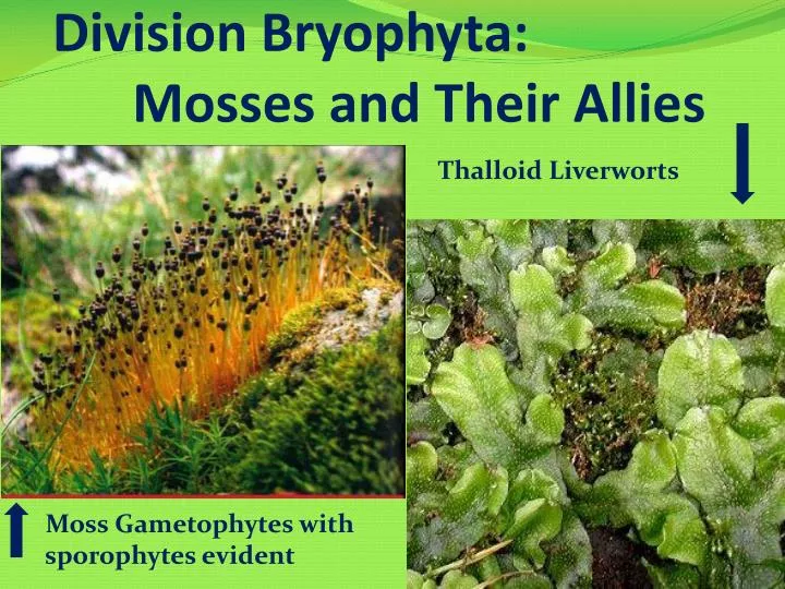 division bryophyta mosses and their allies