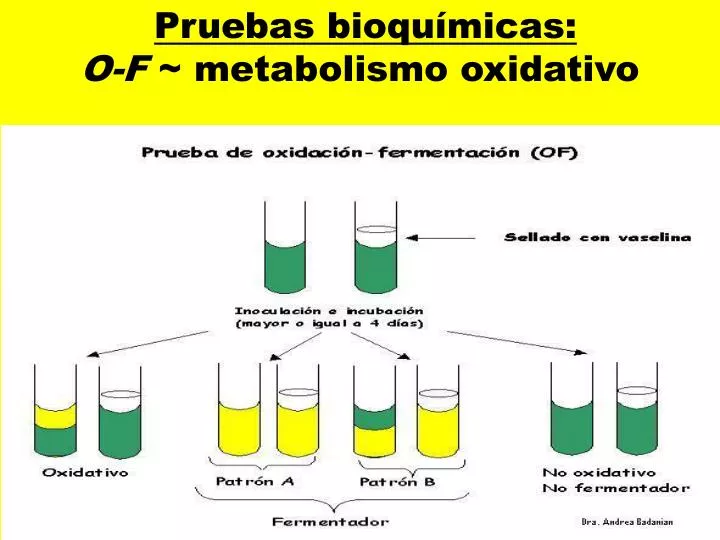 pruebas bioqu micas o f metabolismo oxidativo