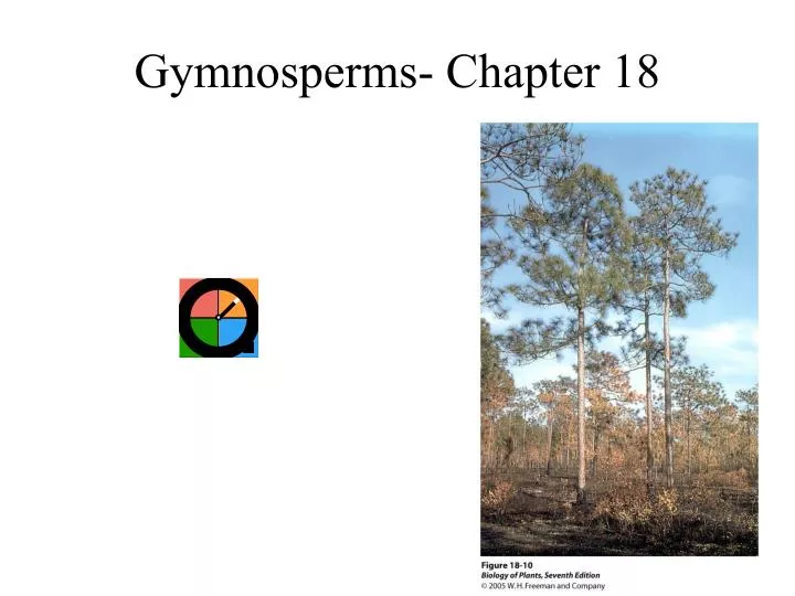 gymnosperms chapter 18