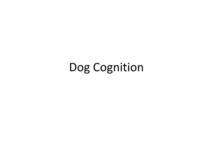 dog cognition