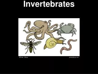 Invertebrates