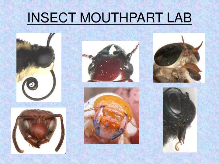 insect mouthpart lab