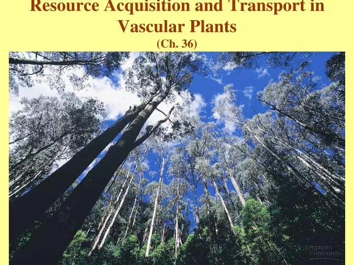 resource acquisition and transport in vascular plants ch 36