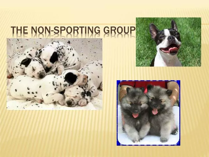 the non sporting group