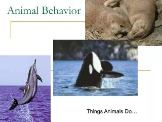 Animal Behavior