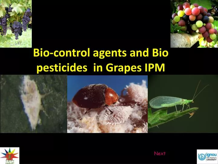 bio control agents and bio pesticides in grapes ipm