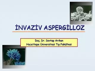 nvaz v asperg lloz