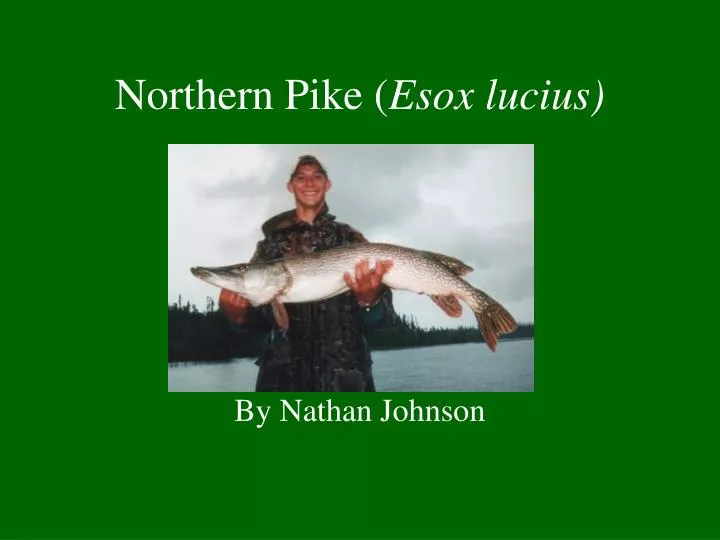 northern pike esox lucius