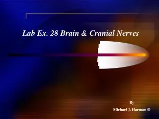 Lab Ex. 28 Brain &amp; Cranial Nerves