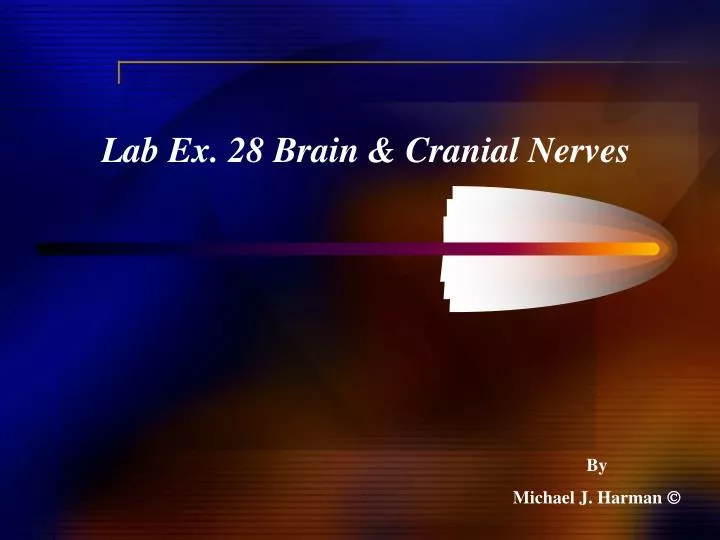 lab ex 28 brain cranial nerves