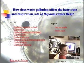 How does water pollution affect the heart rate and respiration rate of Daphnia (water flea)?