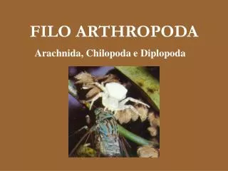 filo arthropoda