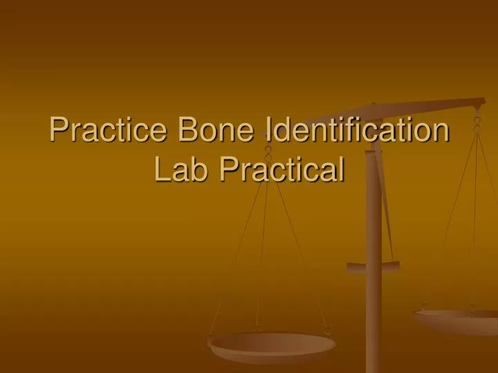 practice bone identification lab practical