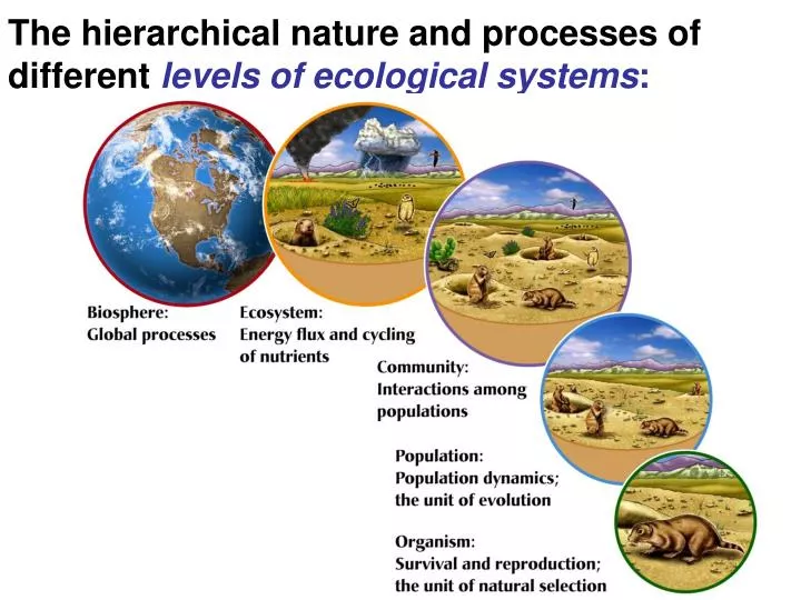 the hierarchical nature and processes of different levels of ecological systems