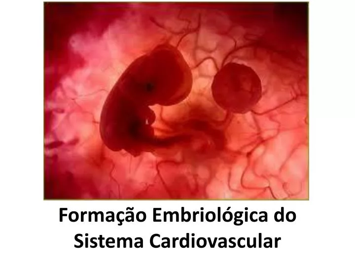 forma o embriol gica do sistema cardiovascular