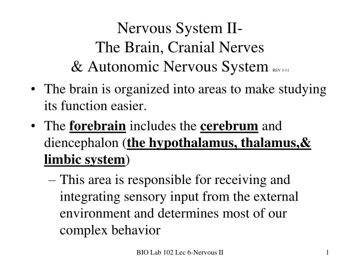 nervous system ii the brain cranial nerves autonomic nervous system rev 3 11