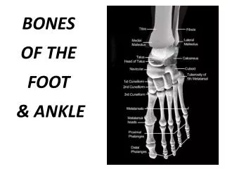 BONES OF THE FOOT &amp; ANKLE