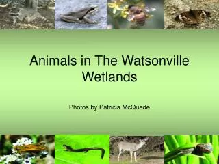 Animals in The Watsonville Wetlands