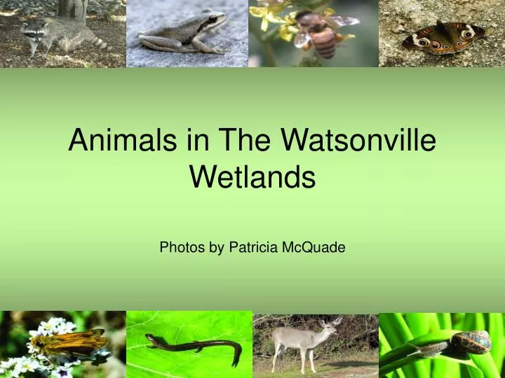 animals in the watsonville wetlands