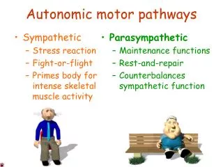 Autonomic motor pathways
