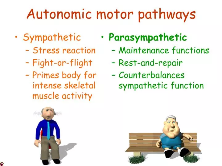 autonomic motor pathways