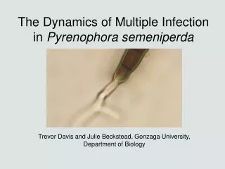 The Dynamics of Multiple Infection in Pyrenophora semeniperda