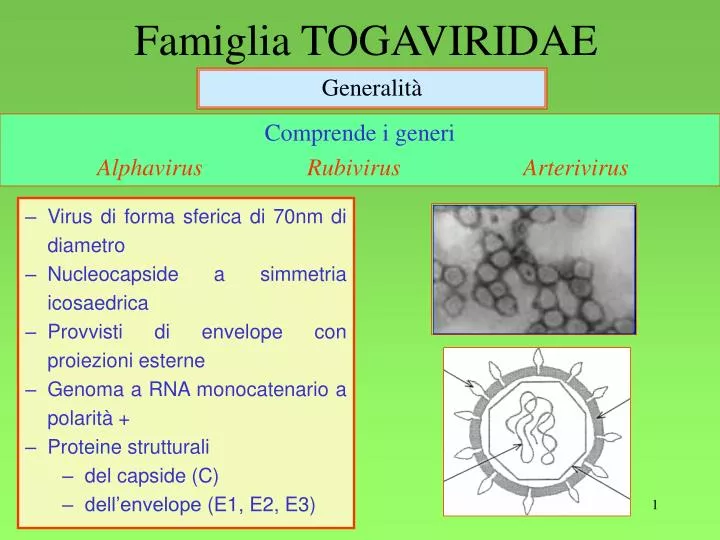 famiglia togaviridae