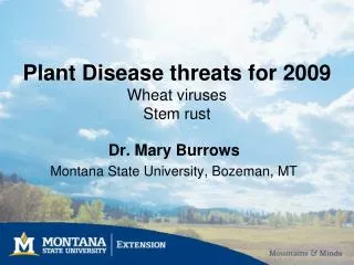 Plant Disease threats for 2009 Wheat viruses Stem rust