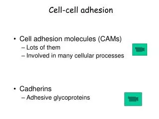 Cell-cell adhesion