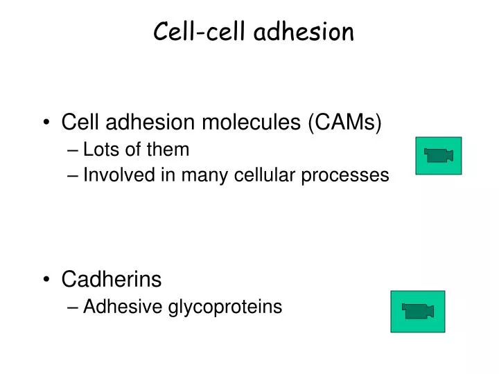 cell cell adhesion