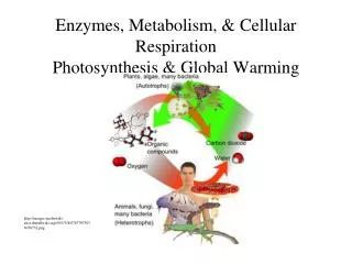 Enzymes, Metabolism, &amp; Cellular Respiration Photosynthesis &amp; Global Warming