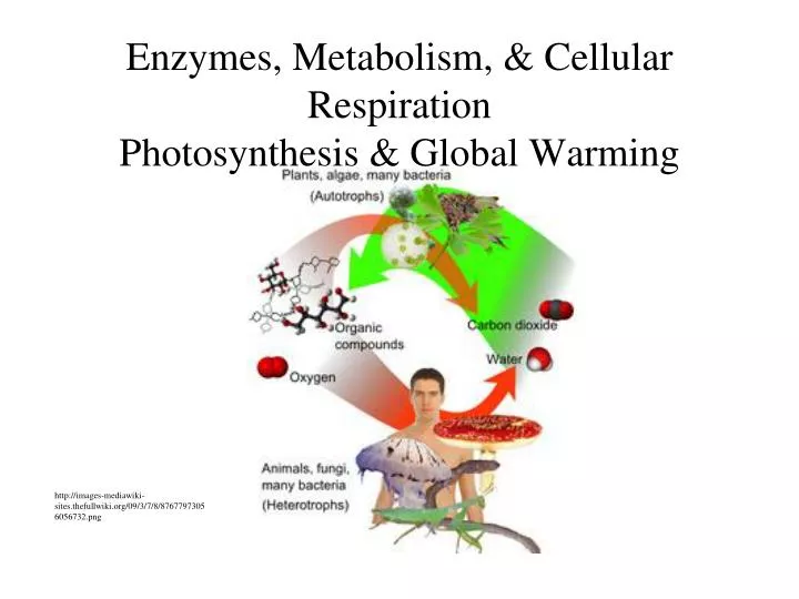 enzymes metabolism cellular respiration photosynthesis global warming