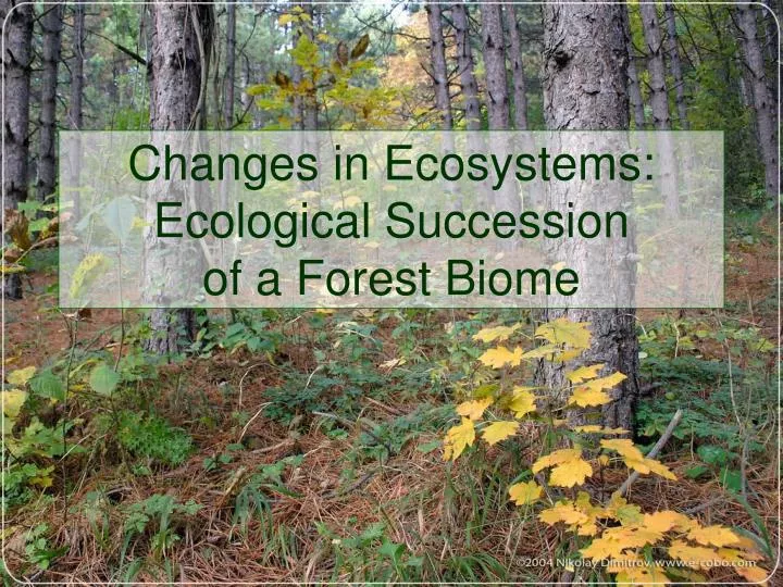 changes in ecosystems ecological succession of a forest biome