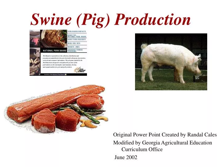 swine pig production
