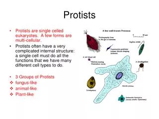 protists