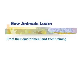 How Animals Learn