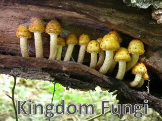 Kingdom Fungi