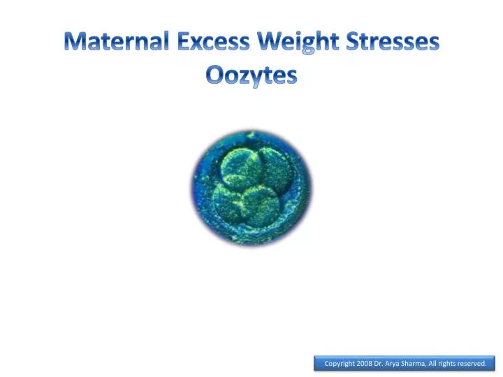 maternal excess weight stresses oozytes