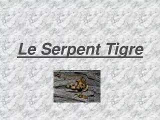 le serpent tigre