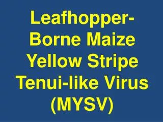 Leafhopper-Borne Maize Yellow Stripe Tenui-like Virus (MYSV)