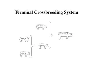 Terminal Crossbreeding System