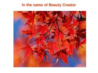 in the name of beauty creator