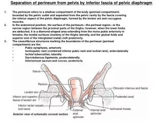 Separation of perineum from pelvis by inferior fascia of pelvic diaphragm