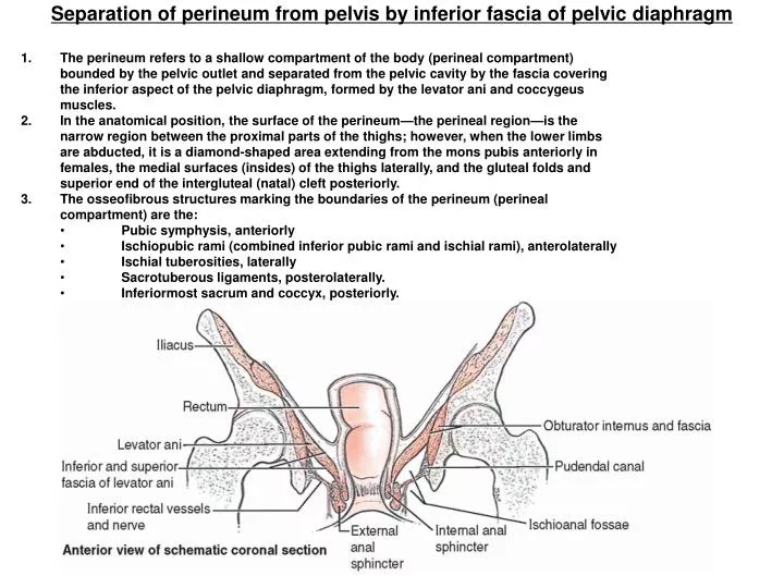 separation of perineum from pelvis by inferior fascia of pelvic diaphragm