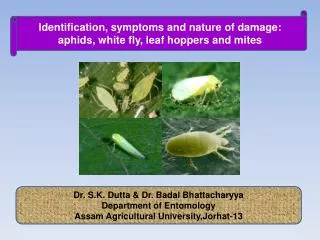 Dr. S.K. Dutta &amp; Dr. Badal Bhattacharyya Department of Entomology Assam Agricultural University,Jorhat-13