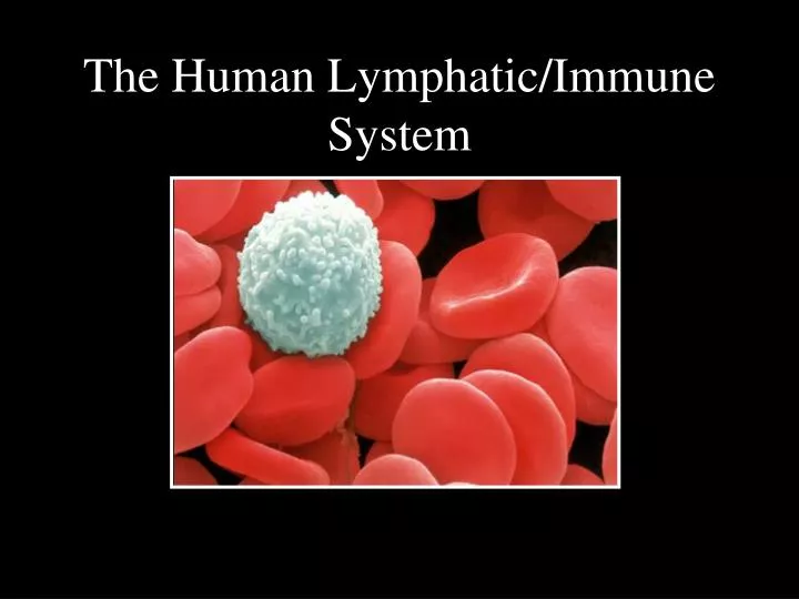 the human lymphatic immune system
